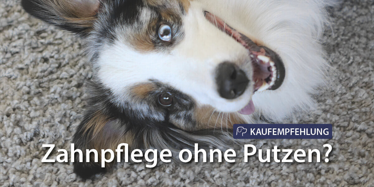 Dentalspray für Hunde: Zahnpflege ohne Putzen?
