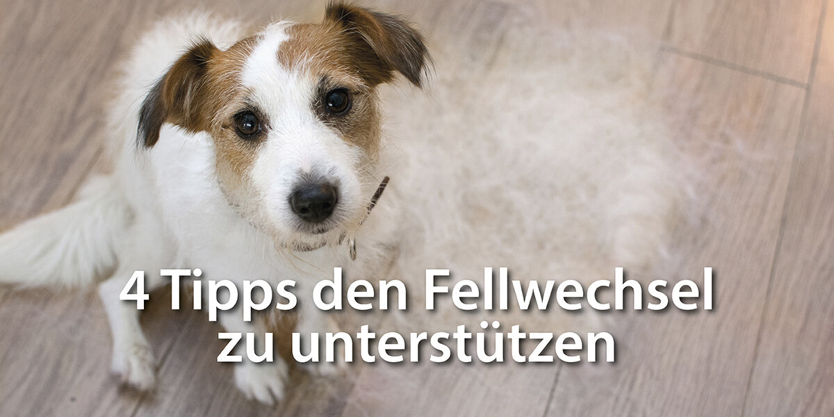 Mit 4 Tipps den Fellwechsel beim Hund unterstützen