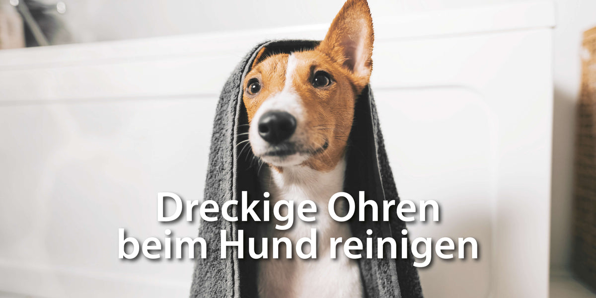 Dreckige Ohren beim Hund richtig reinigen