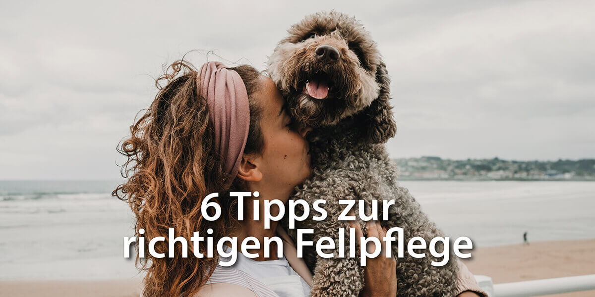 6 Tipps für eine glanzvolle Hunde Fellpflege