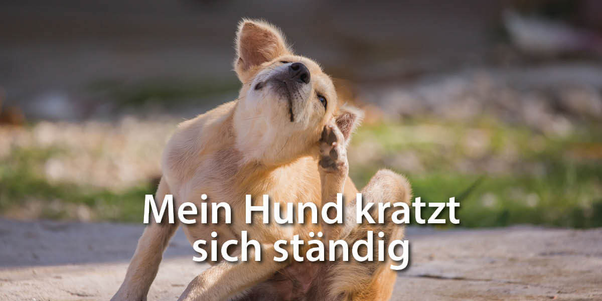 Mein Hund kratzt sich ständig – was kann ich tun?