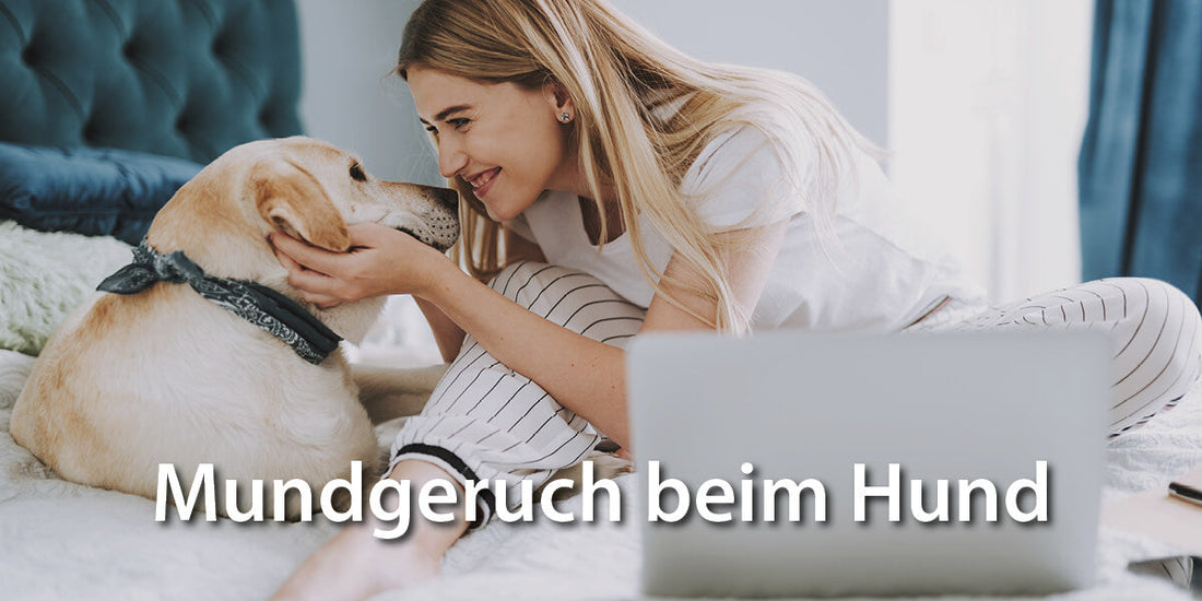 Mundgeruch Hund – das können Sie tun