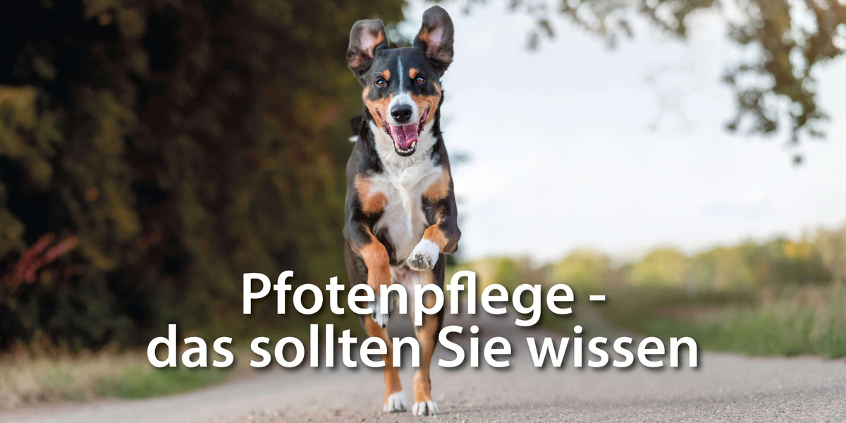 Pfotenpflege Hund – das sollten Sie wissen