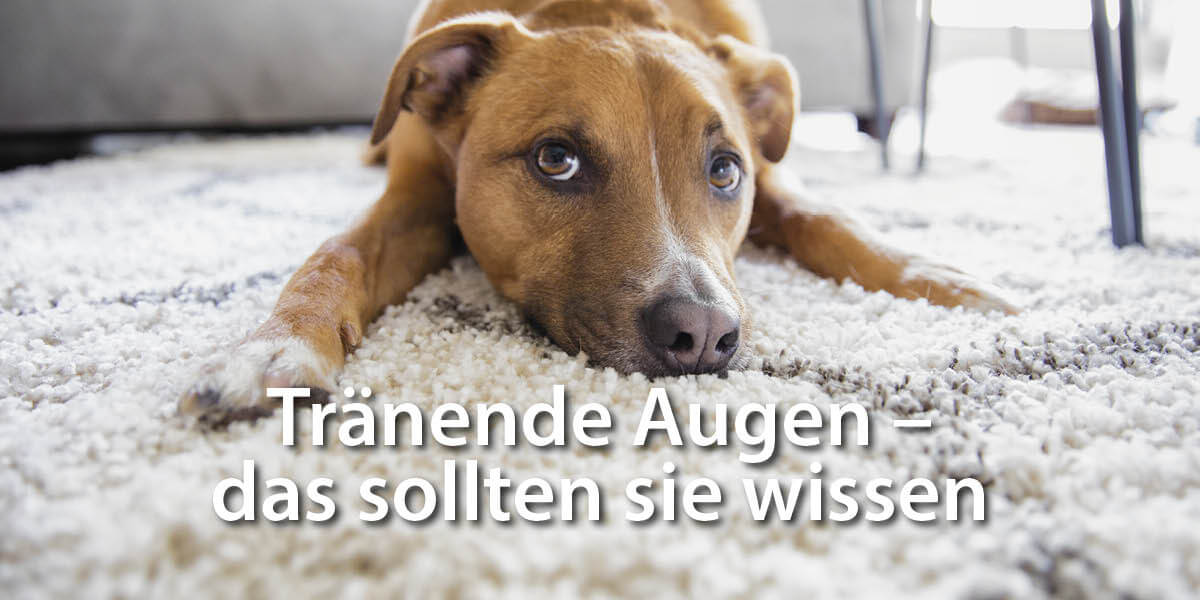 5 wichtige Infos für Sie über tränende Augen Hund