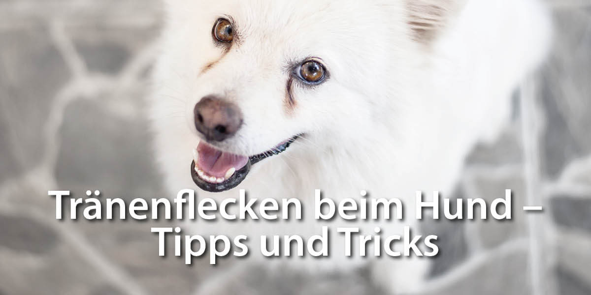 3 Tipps und Tricks gegen Tränenflecken Hund