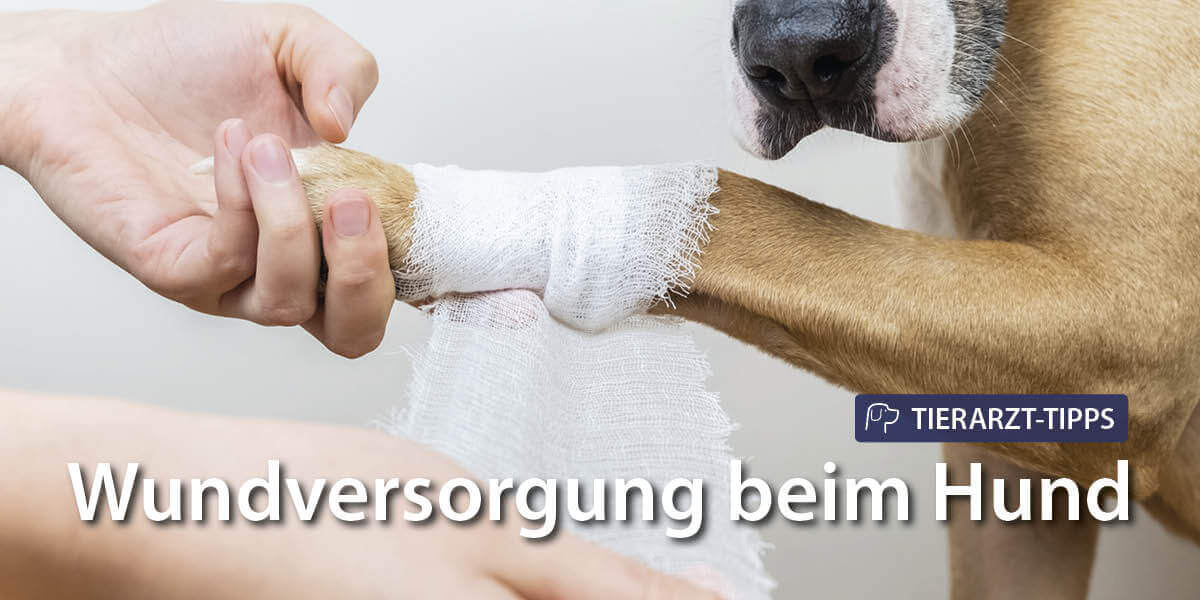 Wundversorgung Hund: Alles Wichtige über Wunden beim Hund