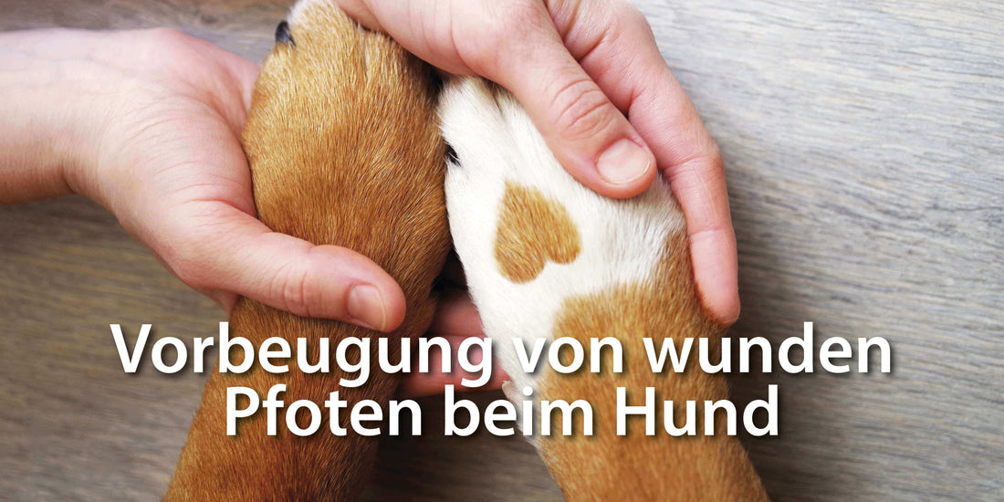 Wunde Pfoten beim Hund - Ursachen, Behandlung und Vorbeugung