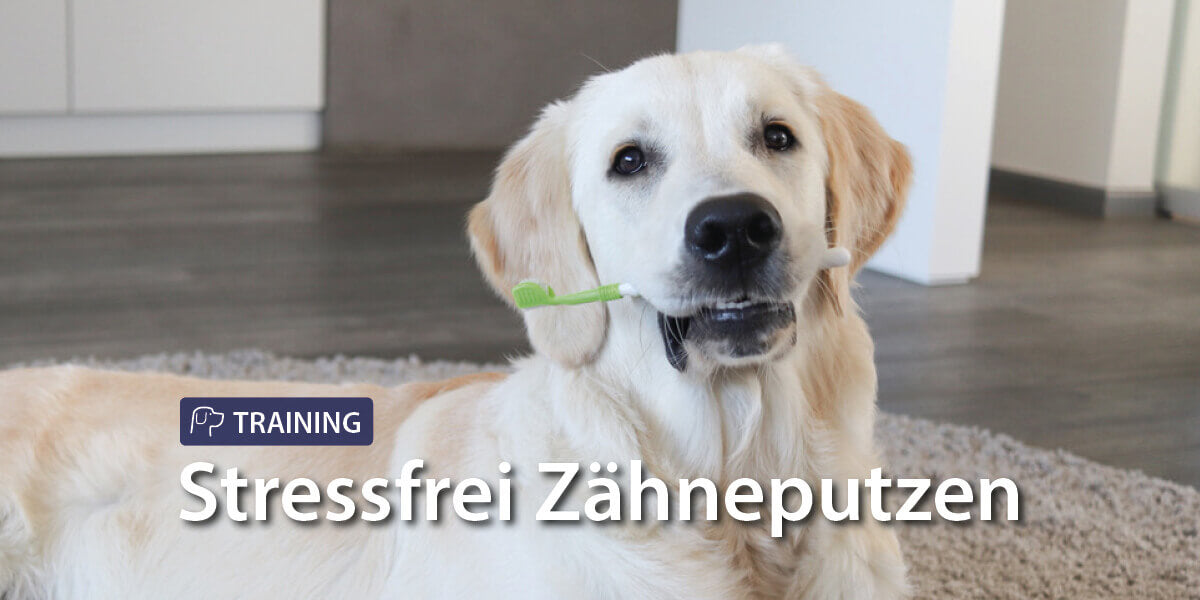 3 Tipps für einfaches Zähneputzen beim Hund