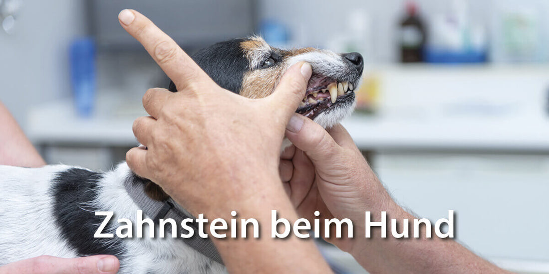 Zahnstein Hund - alles was Sie wissen sollten