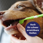 Hund bekommt Zähne geputzt mit Zahnbürste - Auch für schwer erreichbare Stellen