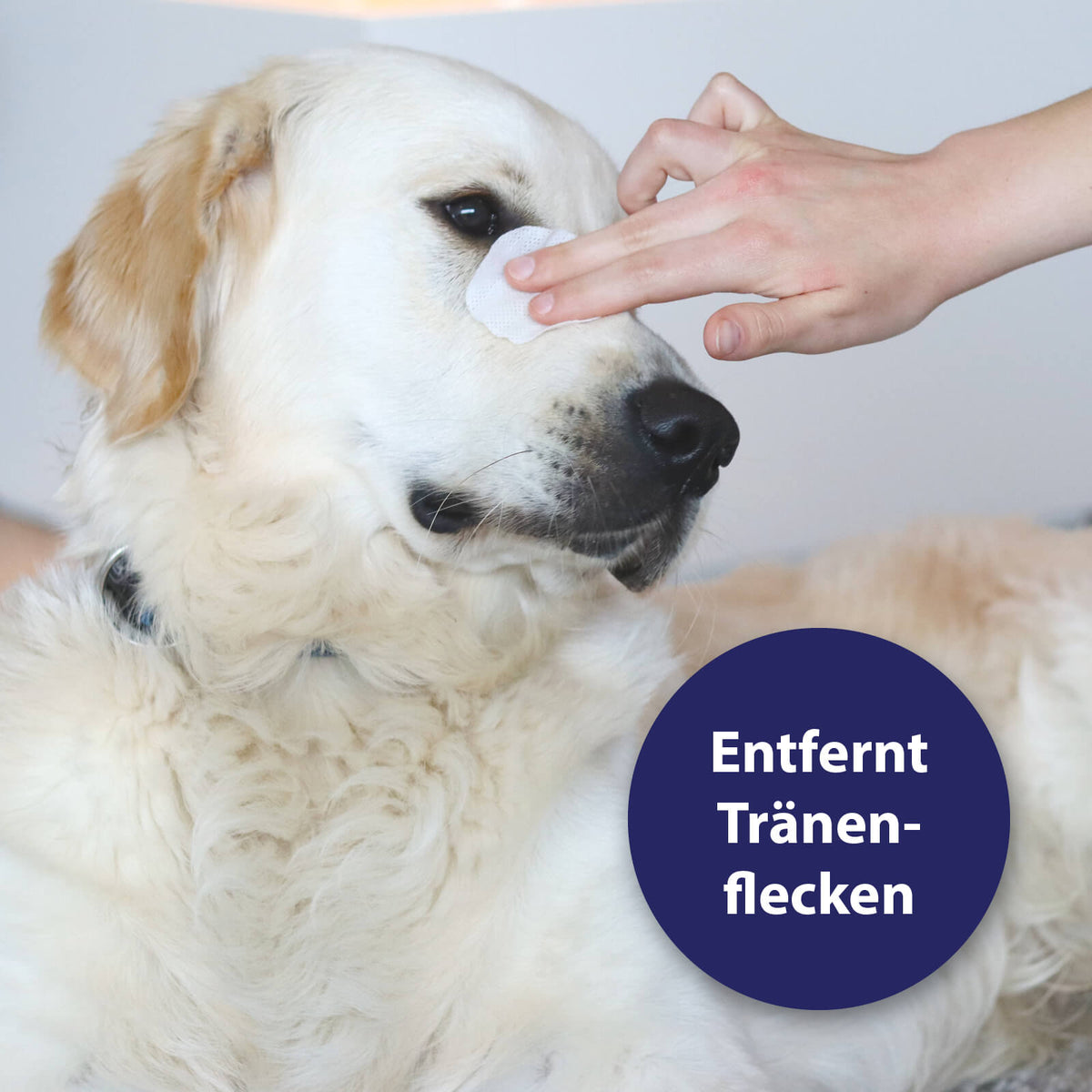 Hund werden Augen mit Pads gereinigt - Entfernt Tränenflecken