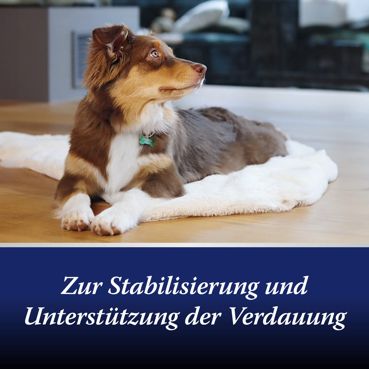 Hund liegt auf Teppich - Zur Stabilisierung und Unterstützung der Verdauung