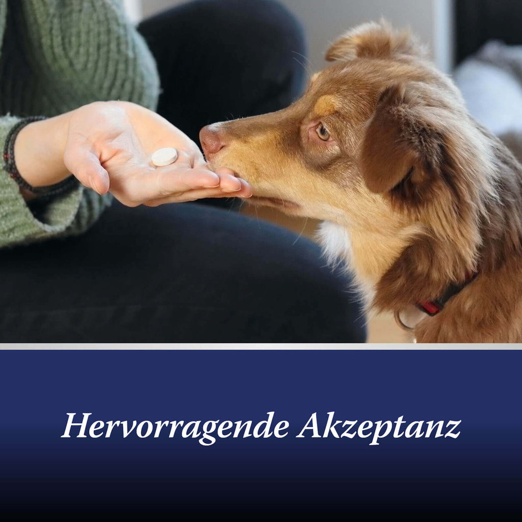 Hund frisst Canosept Gelenk Tablette aus der Hand - Hervorragende Aktzeotanz