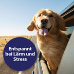 Hund guckt aus Auto - Entspannt bei Lärm und Stress