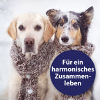 Zwei Hunde sitzen im Schnee mit Schal umgelegt - Für ein harmonisches Zusammenleben