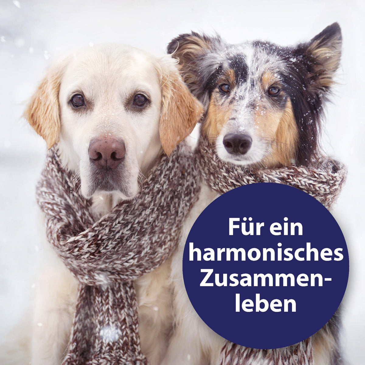 Zwei Hunde sitzen im Schnee mit Schal umgelegt - Für ein harmonisches Zusammenleben