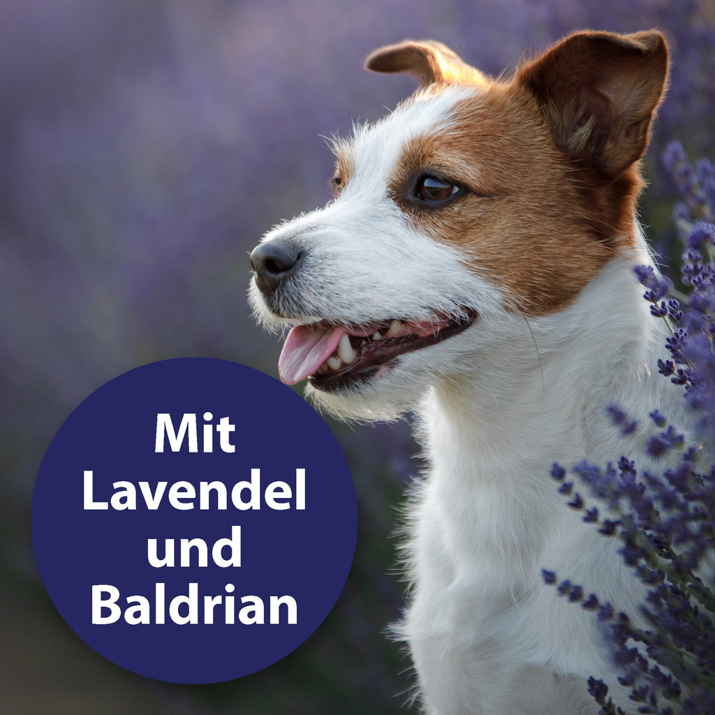 Hund sitzt im Lavendel Feld - Mit Lavendel und Baldrian