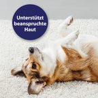 Hund, der auf dem Rücken liegt und Pfoten nach oben streckt - Unterstützt beanspruchte Haut