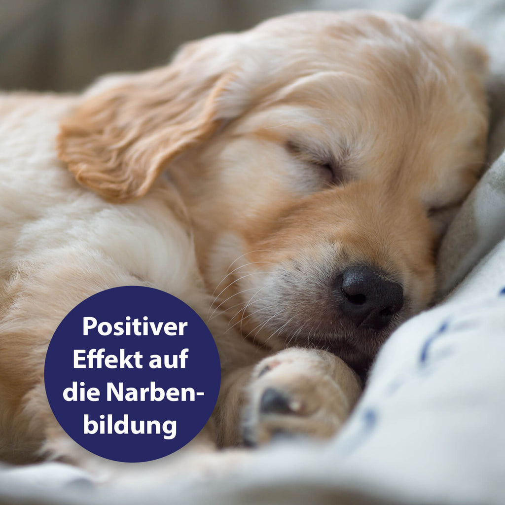 Welpe schläft - Positiver Effekt auf die Narbenbildung