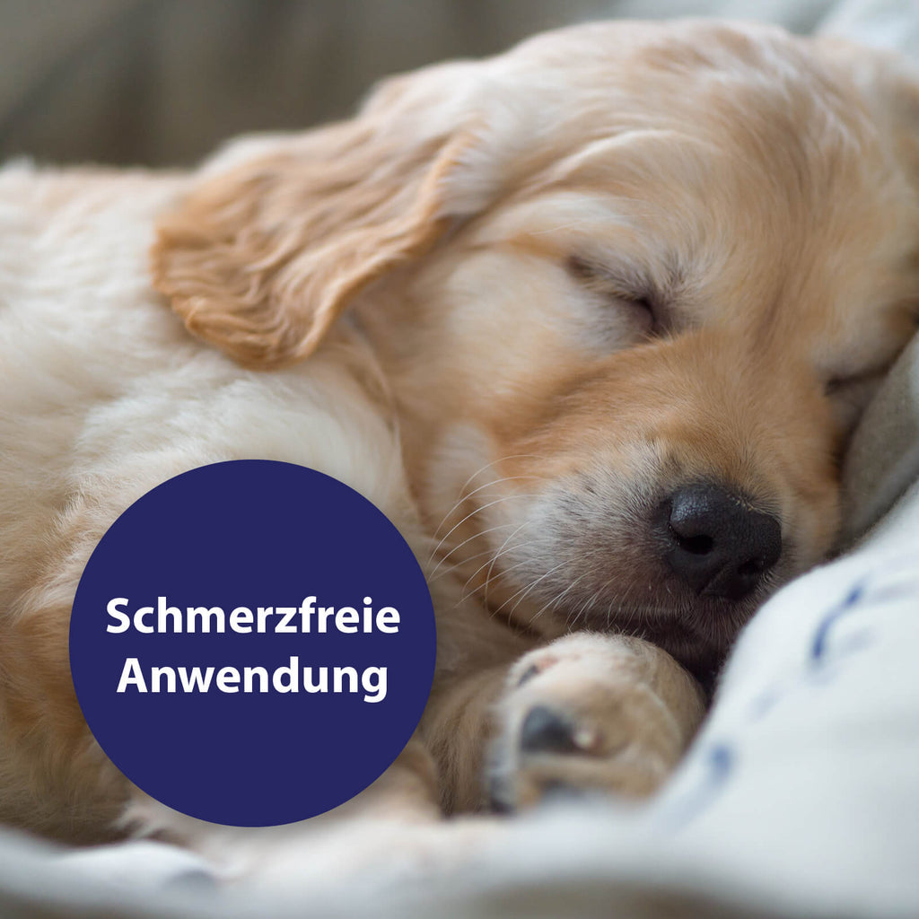 Welpe liegt im Bett - Schmerzfreie Anwendung