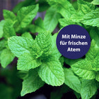 Minze Pflanze - Mit Minze für frischen Atem