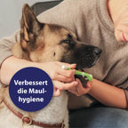 Hund bekommt seine Zähne geputzt - Verbessert die Maulhygiene