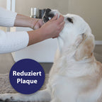 Hund wird Maul offen gehalten - reduziert Plaque