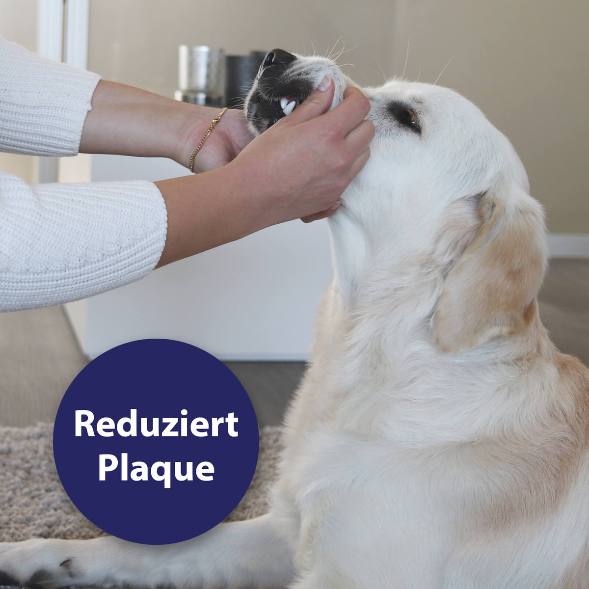 Hund wird Maul offen gehalten - reduziert Plaque