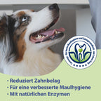 Hund lächelt zur Seite - Für ein strahlendes Hundelächeln