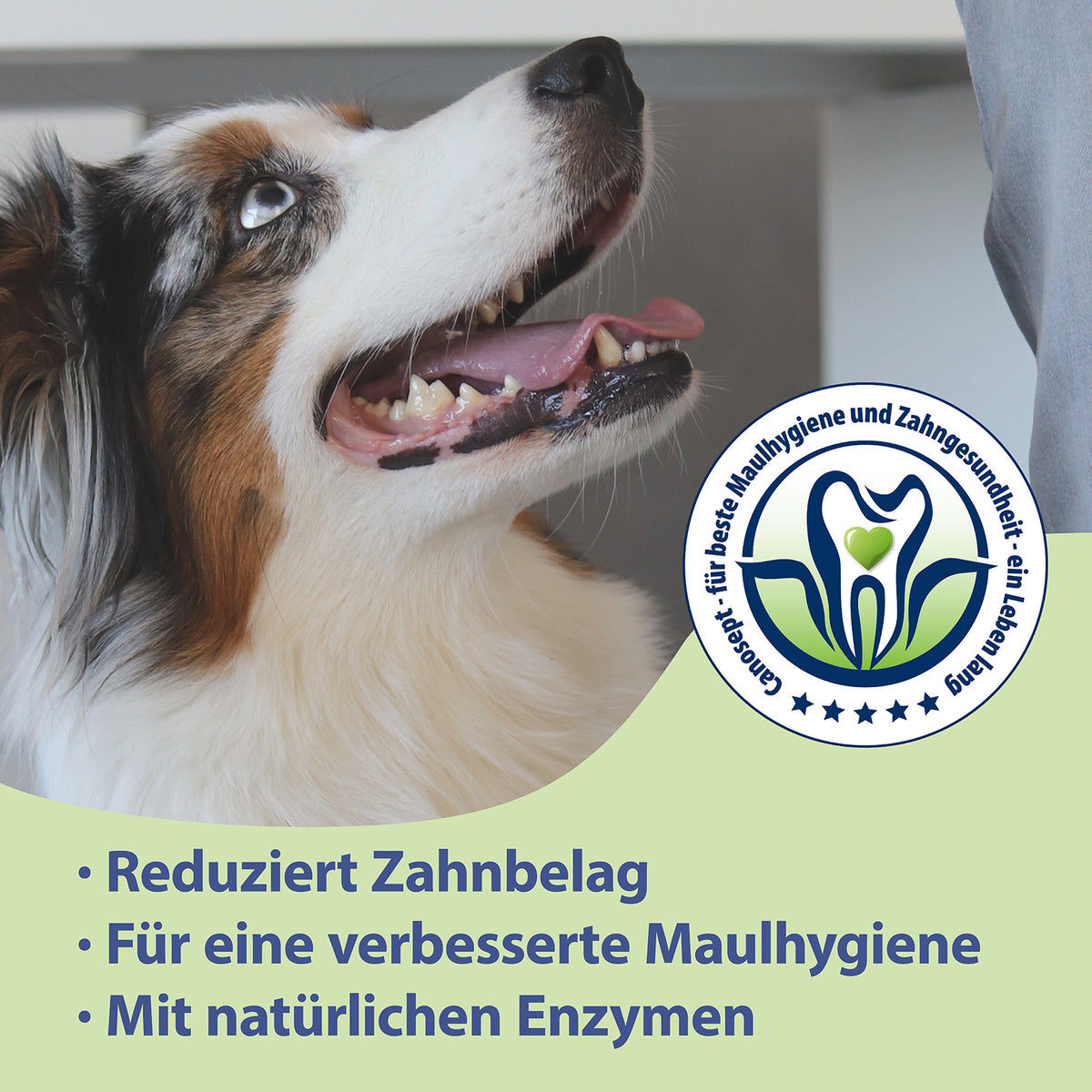 Hund lächelt zur Seite - Für ein strahlendes Hundelächeln