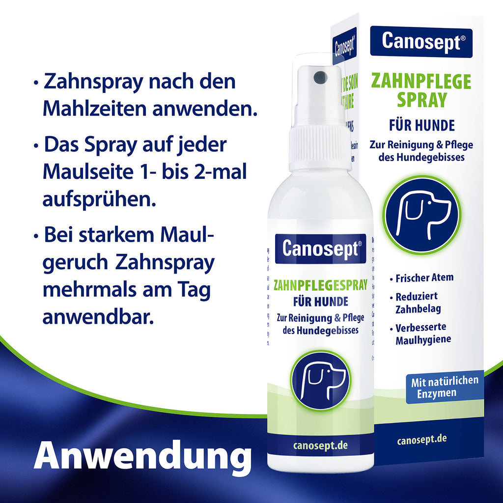 Hund wird Maul aufgehalten - Bekämpft Maulgeruch