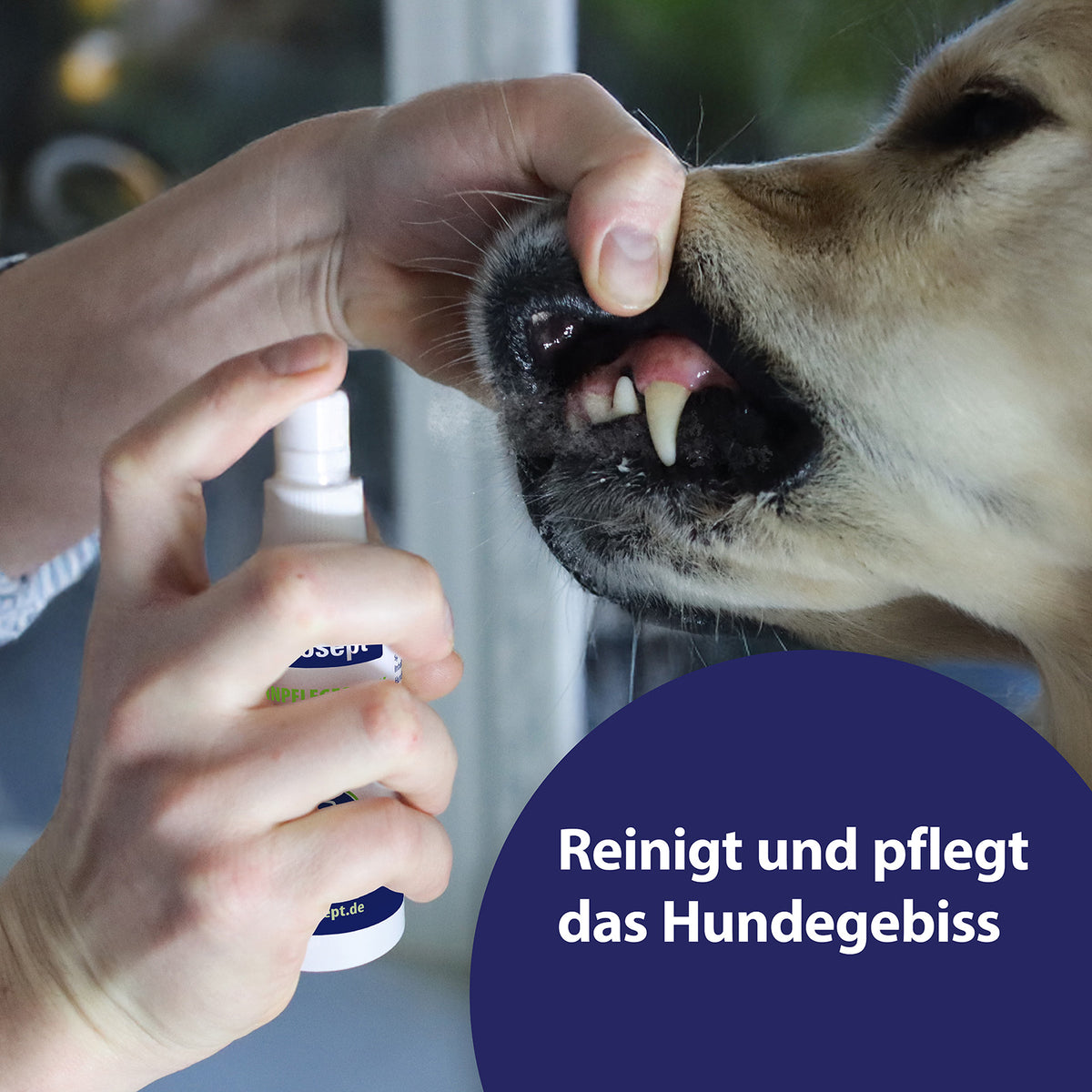 Hund lächelt - Effektive Reinigung