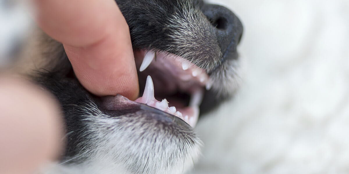 Sauberes und gepflegtes Hundegebiss