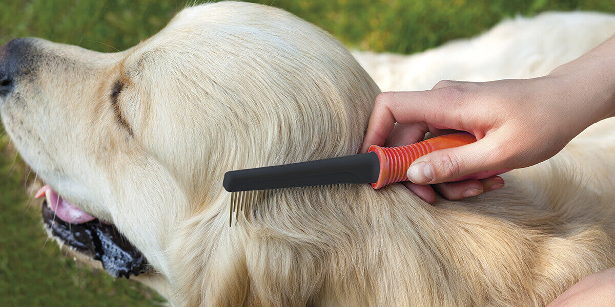 Hund wird Fell gebürstet mit Kamm