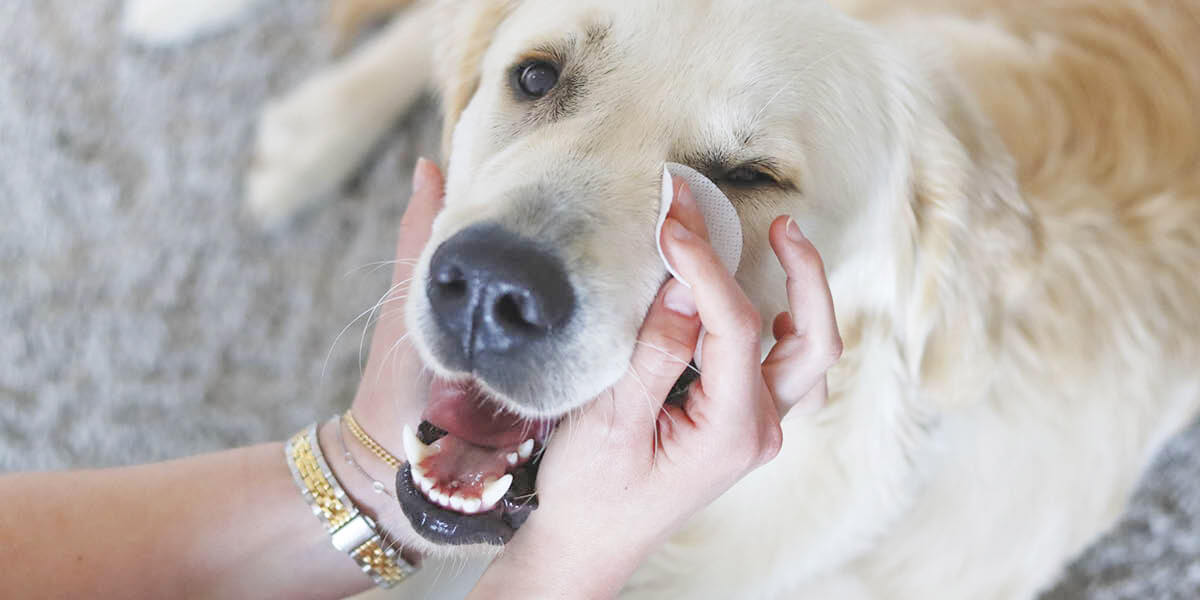 Hund frisst aus Napf - Tränenflecken beim Hund behandeln