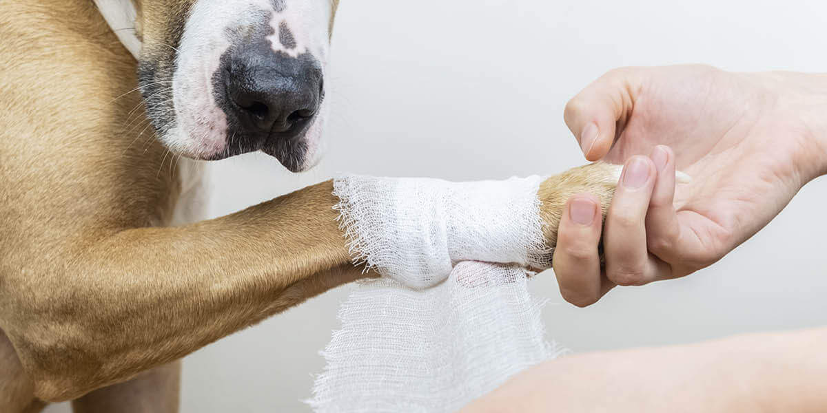 Hund wird Verband um Pfote gewickelt
